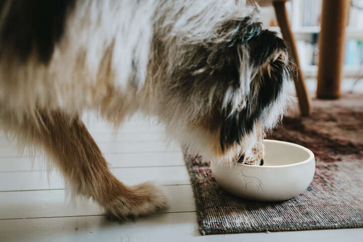 HUNTER Keramik-Napf Lund